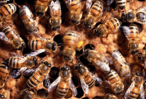 Секрет танца медоносной пчелы 