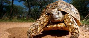 Черепахи могут научить людей медленному старению