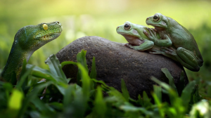 Как гены могут передаваться от змей к лягушкам на Мадагаскаре