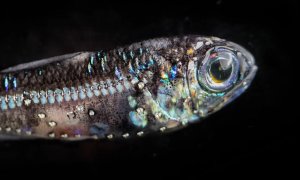 В сумеречной зоне океана есть рыба Lanternfish, которая могла бы накормить или уничтожить мир