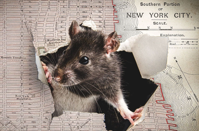 Крысы захватили города - и их уже не остановить