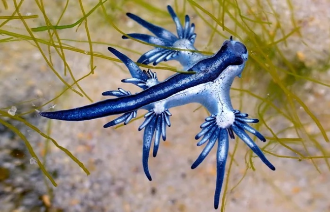 Редкие голубые драконы нарушают планы отдыхающих на пляже Техаса