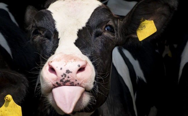 В Бразилии создана первая корова, дающая молоко с человеческим инсулином