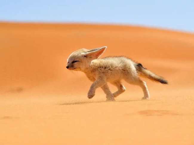 Очаровательная лисица феннек: знакомство с самым маленьким хищником Сахары
