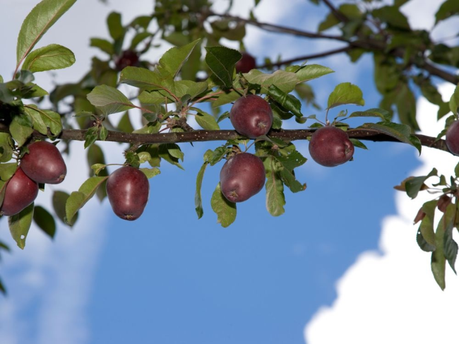 Malus sieversii: спасение древнего предка яблони в лесах Казахстана