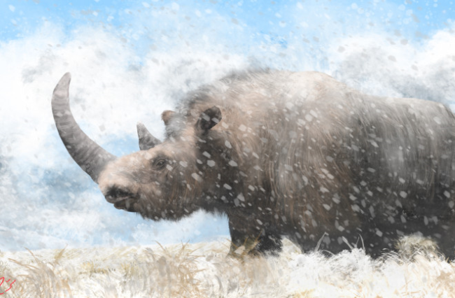 Жизнь и вымирание шерстистого носорога