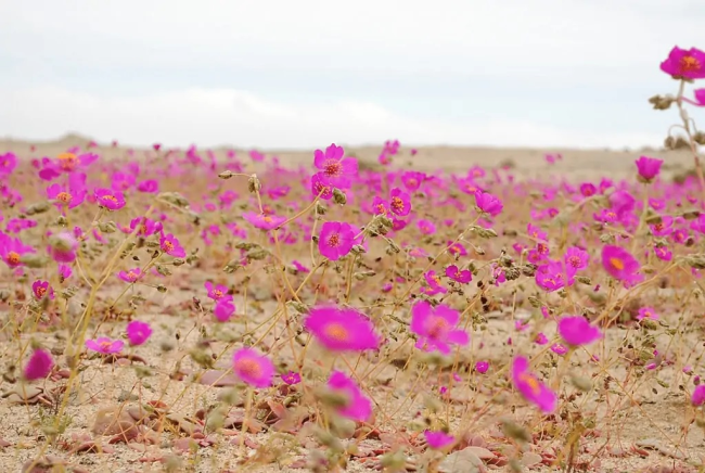 В самой засушливой пустыне мира цветут ослепительно разнообразные цветы