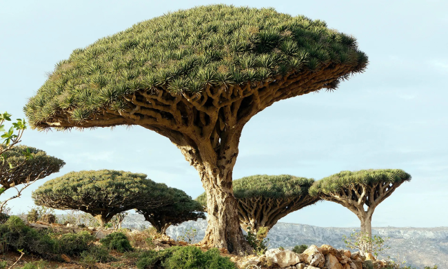 Спасение Драконьего дерева: как остров не дал вымереть легендарному дереву