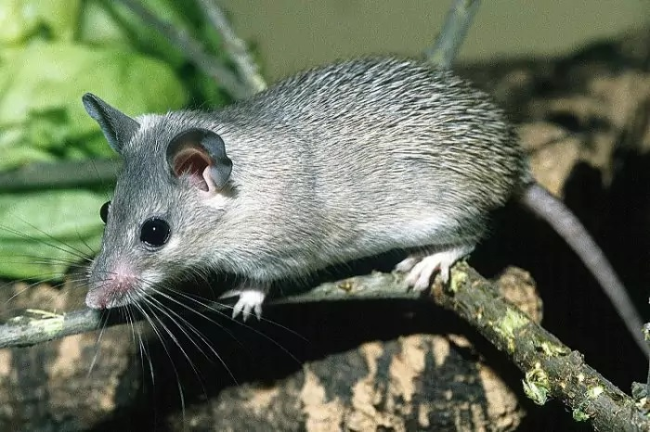 Способность к регенерации. Как мыши помогут людям вылечиваться