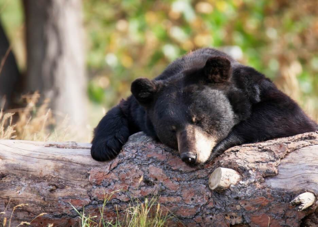 Бессонница длиною в год: чёрные медведи перестали впадать в спячку