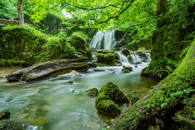 Учёные обнаружили древнейший в мире лес, спрятанный в Англии