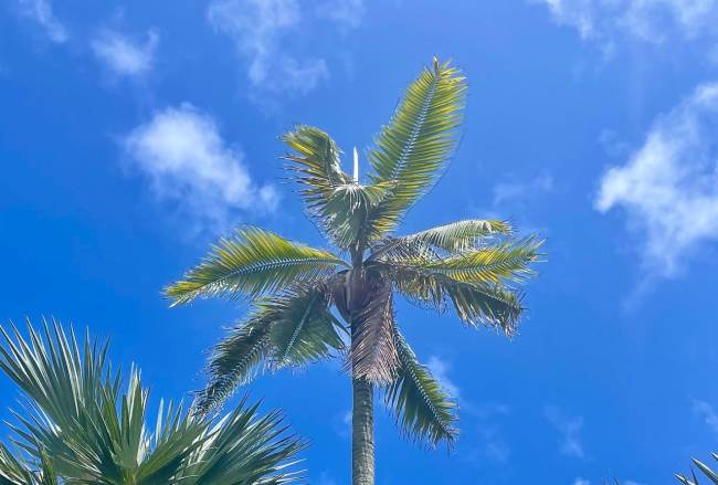 Одинокая пальма на Маврикии - последняя в дикой природе