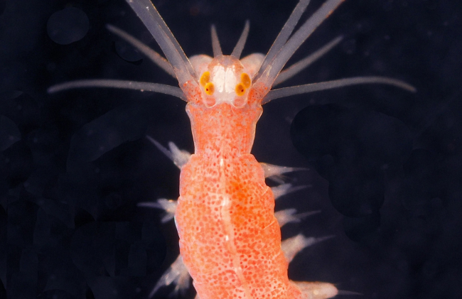 Platynereis dumerilii: морской червь отличает лунный свет от солнечных лучей