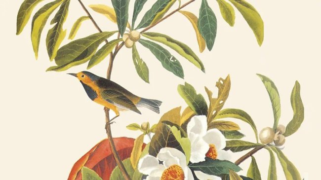 Древесница Бахмана - исчезнувшая болотная птица Америки