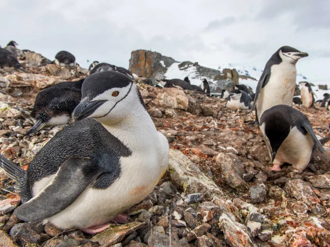 Антарктические пингвины спят более 10000 раз в день