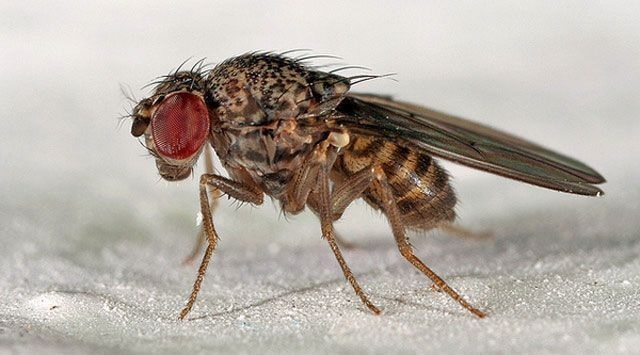 Исследование искусственной гравитации на мухах