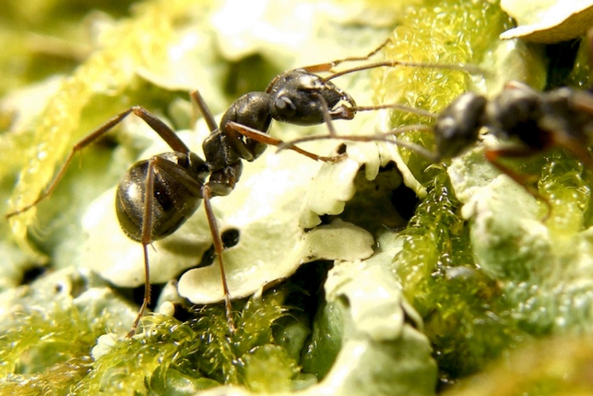 Смогут ли муравьи определять раковые клетки