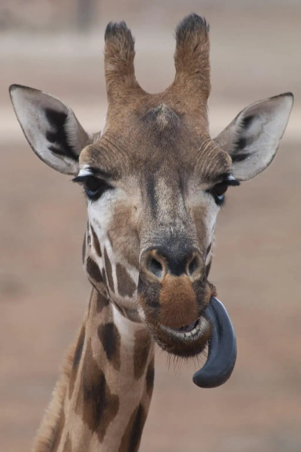 Фиолетовый язык – особенность жирафа и ещё некоторых животных