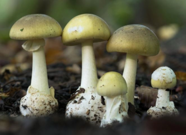 Учёные нашли потенциальное противоядие от самого смертоносного гриба в мире