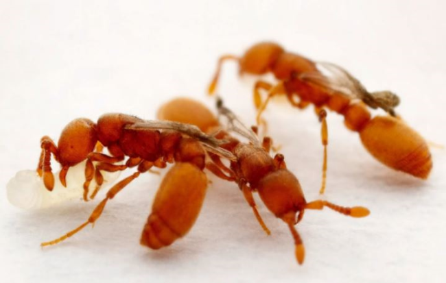 Мутация превратила муравьёв в паразитов за одно поколение