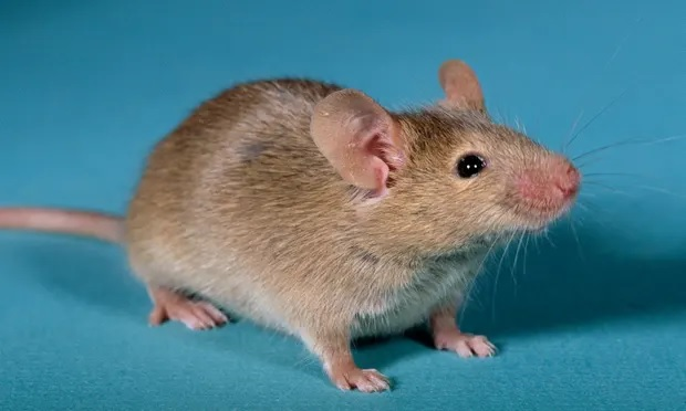 Создание мышей с двумя биологическими отцами 