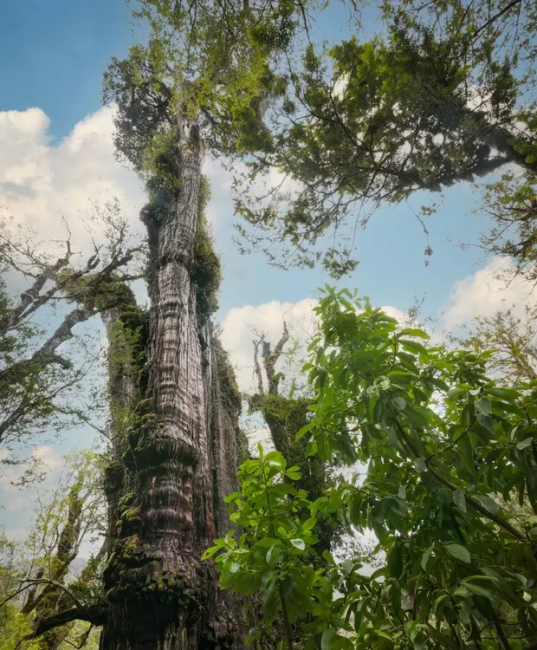 Гран Абуэло в Чили - самое старое живое дерево в мире