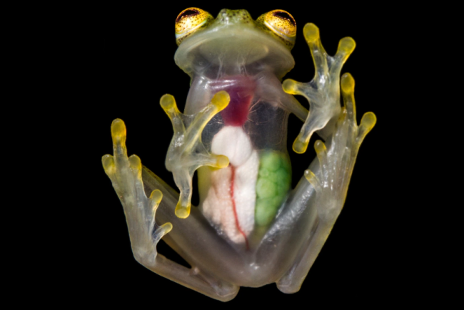 В Эквадоре обнаружено два новых вида прозрачных лягушек