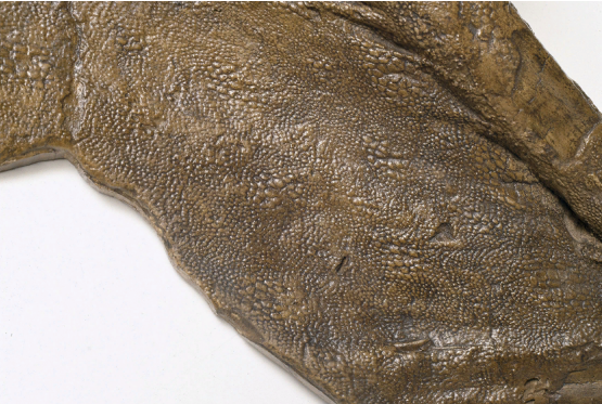 Окаменелый отпечаток кожи эдмонтозавра