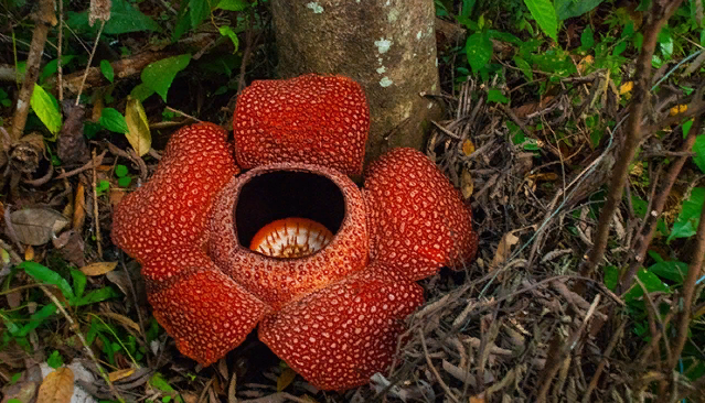 Гигантская падма (Rafflesia)