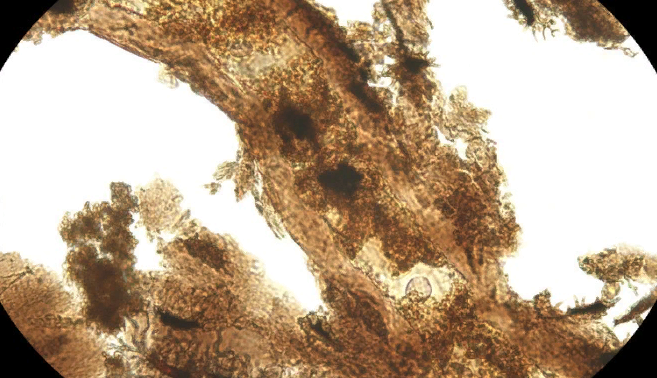 Кости динозавра под микроскопом