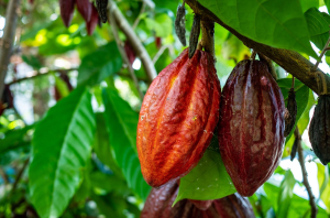 Ценность какао для индейцев Южной Америки