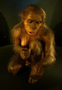 Homo habilis - человек умелый