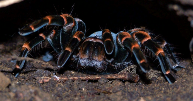Спрос на экзотических домашних животных грозит вымиранием пауков и скорпионов