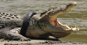 Спустя шесть лет крокодил с шиной на шее наконец-то избавился от бремени