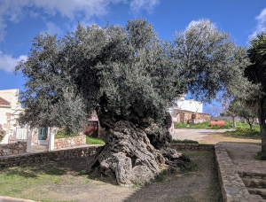 Оливковое дерево возрастом 3000 лет до сих пор даёт плоды