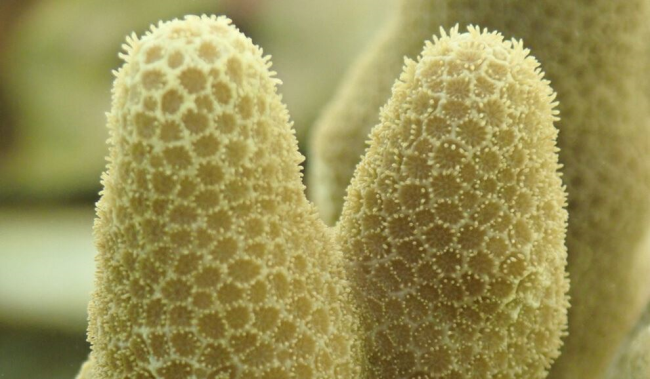 Впервые удалось безопасно заморозить и оживить кораллы