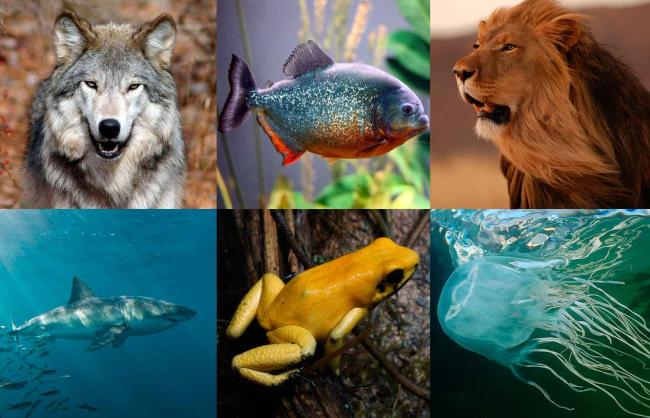 Топ 6 самых опасных животных на планете