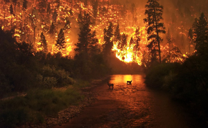 Интерлюдия 5: Лес гибнет в огне