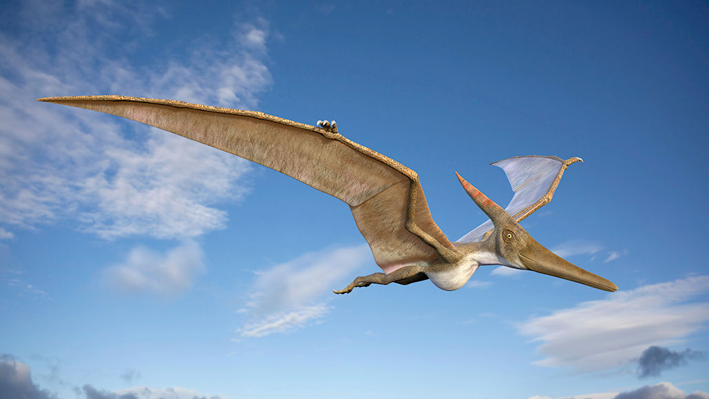Почему птерозавры летали