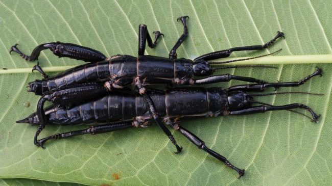 Гигантский чёрный палочник — исчезающий вид насекомого