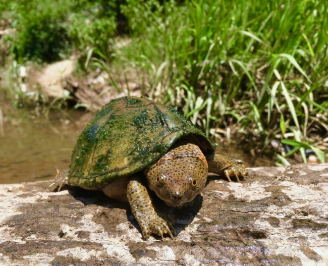 Килеватая мускусная черепаха: водоплавающее животное, дышащее с помощью языка
