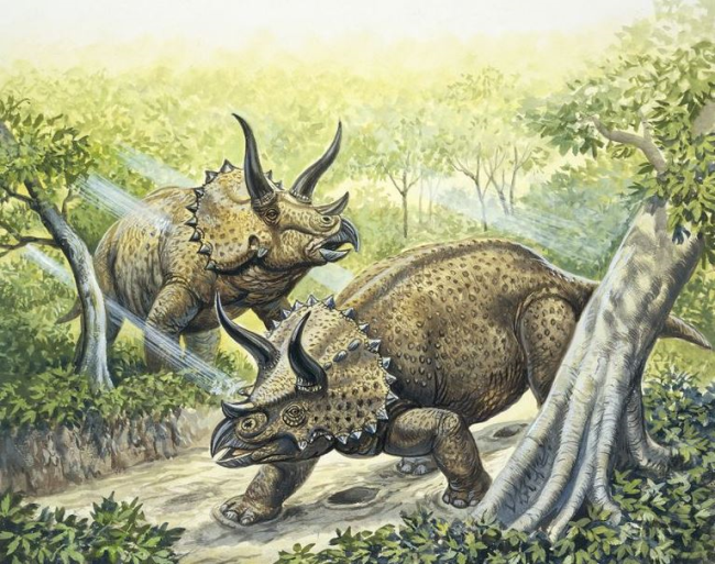 Трицератопс - один из самых «молодых» динозавров