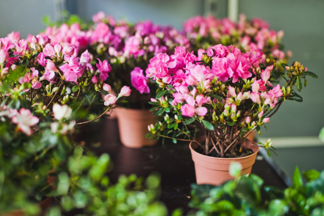 Как вырастить пышные комнатные цветы - эффективные способы подкормки