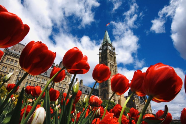 Фестиваль тюльпанов в Канаде