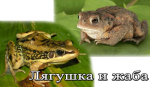 Лягушки и жабы: похожие, но разные