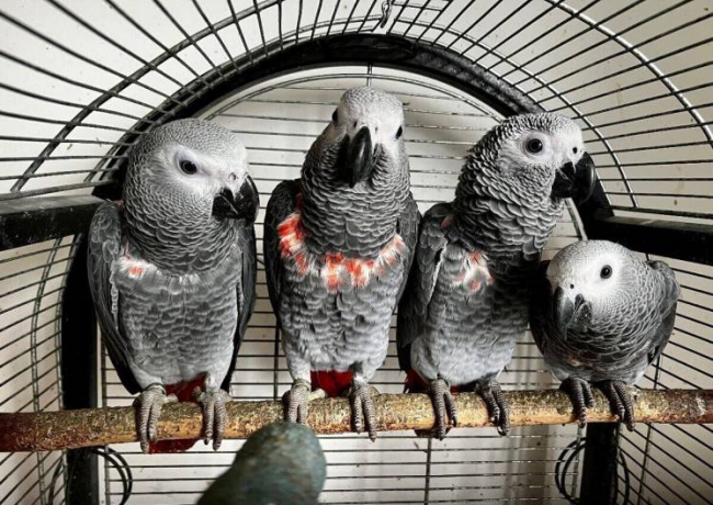 Попугаи – вундеркинды