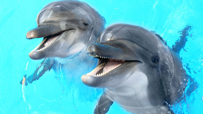 Правда и мифы о дельфинах 