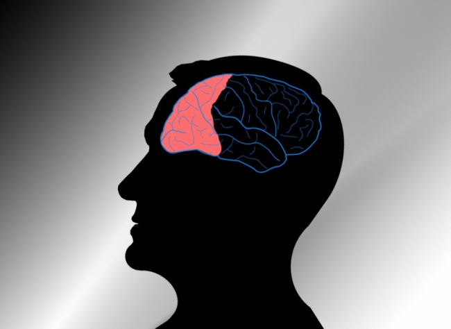 The Prefrontal Cortex and Its Role in Human Life