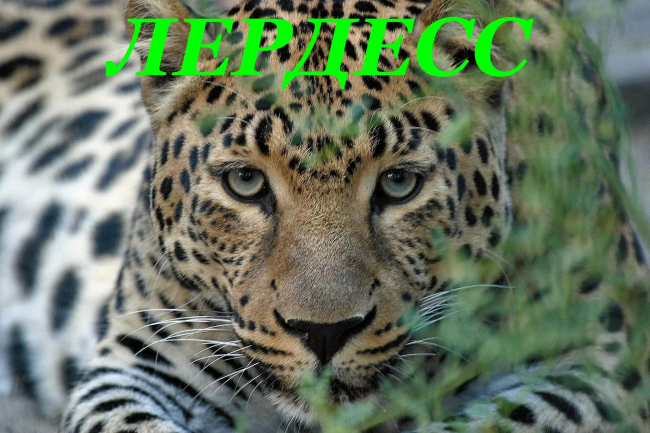 Лердесс
