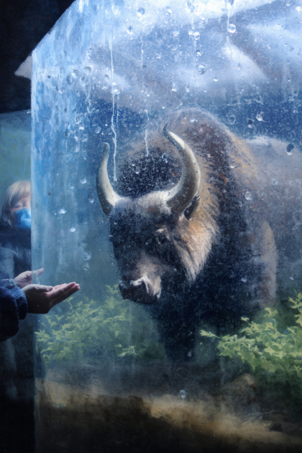 Последний дикий зверь случайности